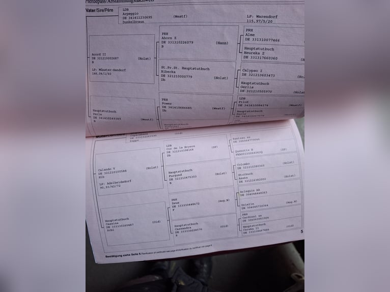 Renano Yegua 17 años 172 cm Castaño oscuro in Marl