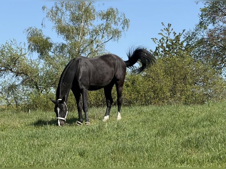 Renano Yegua 18 años 160 cm Negro in Niederwerrn