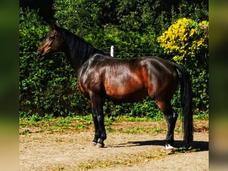 Renano Yegua 18 años 163 cm in Marl