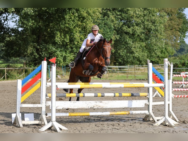 Renano Yegua 18 años 168 cm Castaño in Kisdorf