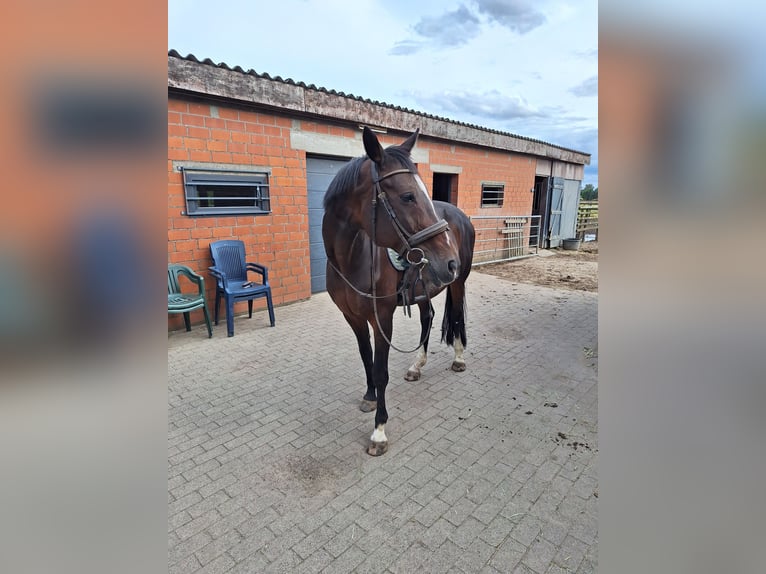Renano Yegua 19 años 163 cm Castaño in Bocholt