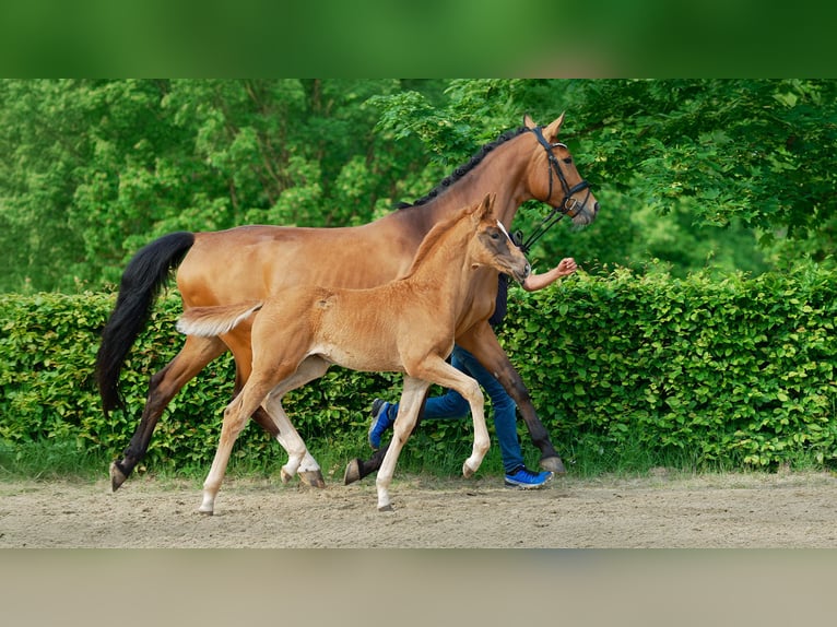 Renano Yegua 1 año 168 cm Alazán in HEINSBERG