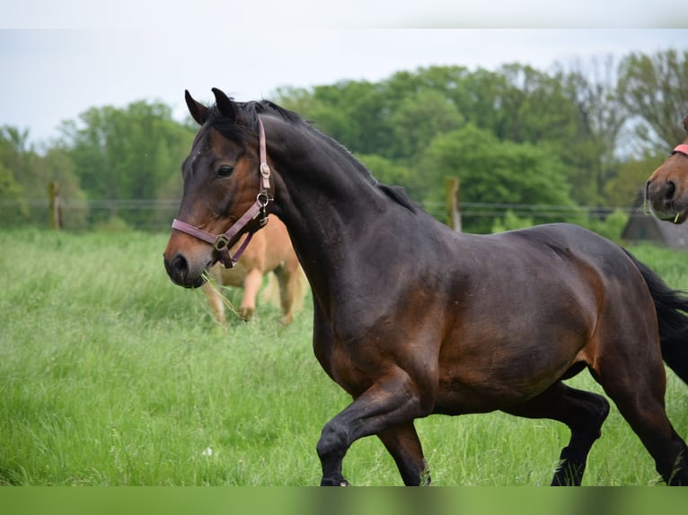Renano Yegua 20 años 160 cm Castaño oscuro in Essen