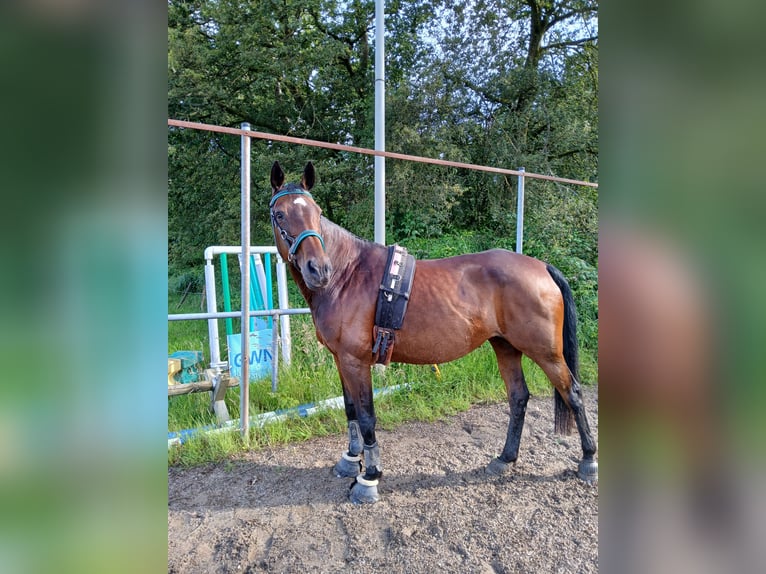 Renano Yegua 21 años 165 cm Castaño oscuro in NümbrechtNümbrecht