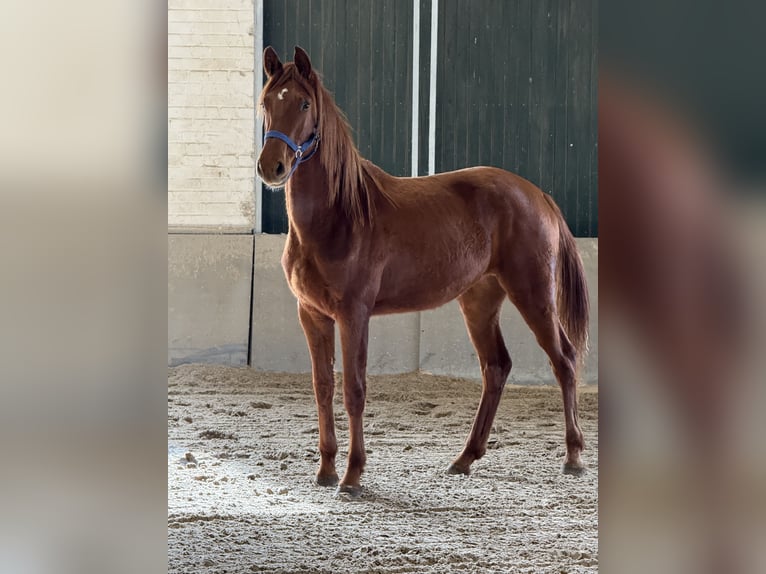 Renano Yegua 2 años 170 cm Alazán in Vettwei&#xDF;