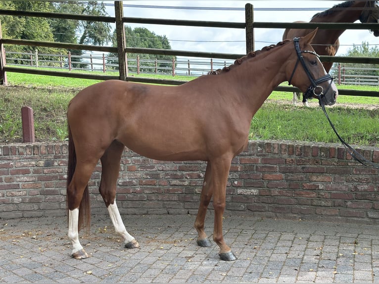 Renano Yegua 3 años 163 cm Alazán in Viersen