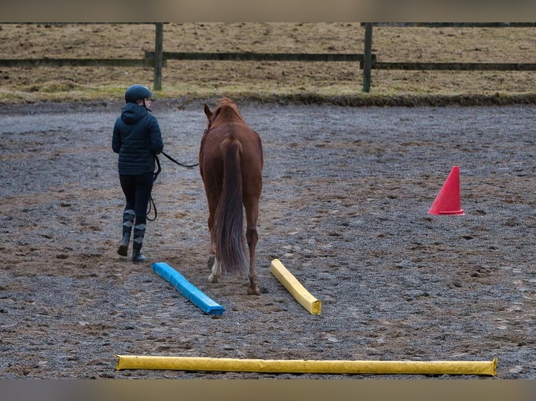 Renano Yegua 3 años 163 cm Alazán-tostado in Burladingen