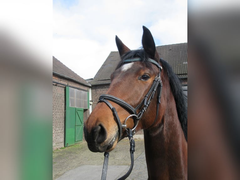 Renano Yegua 3 años 163 cm Castaño in Neukirchen-Vluyn