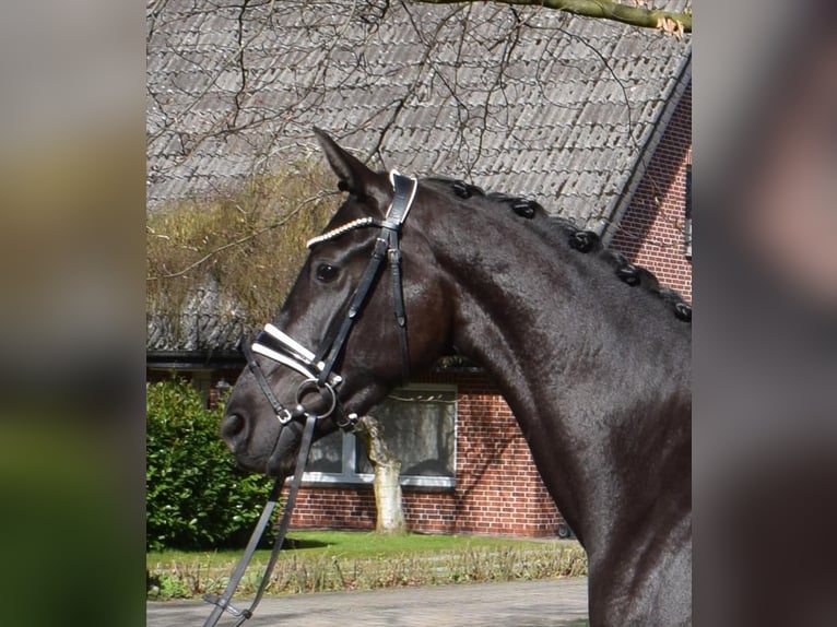 Renano Yegua 3 años 166 cm Negro in Fredenbeck