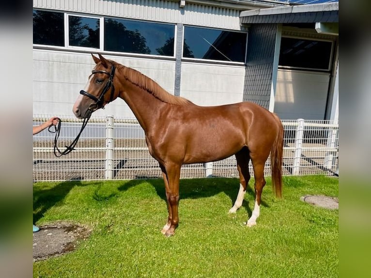 Renano Yegua 3 años 167 cm Alazán in Wermelskirchen