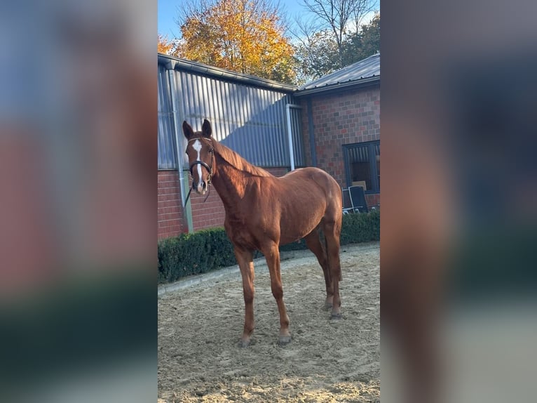 Renano Yegua 3 años 168 cm Alazán in Weeze