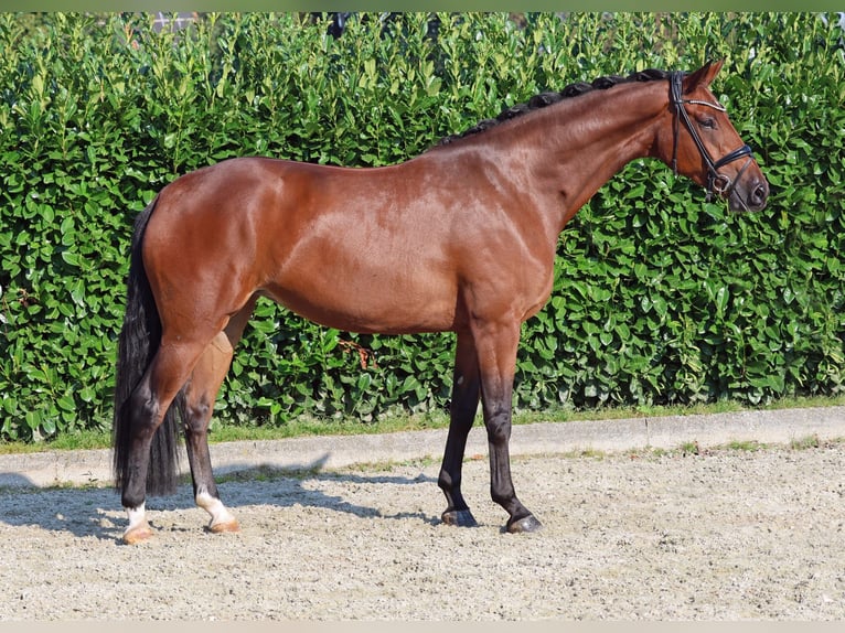 Renano Yegua 3 años 169 cm Castaño in Greven