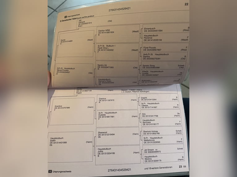 Renano Yegua 4 años 160 cm Negro in Liebenau