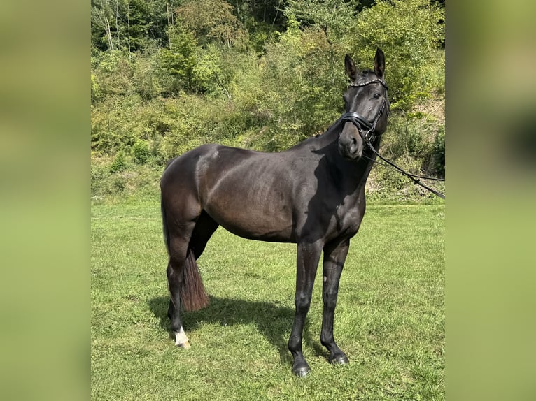 Renano Yegua 4 años 160 cm Negro in Liebenau
