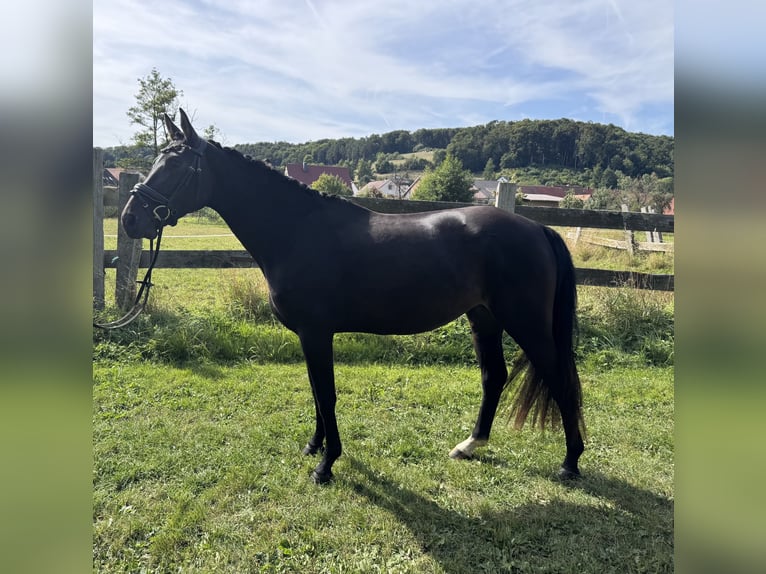 Renano Yegua 4 años 160 cm Negro in Liebenau