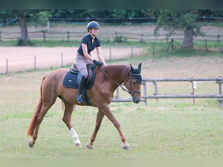 Renano Yegua 4 años 165 cm Alazán-tostado in Burladingen