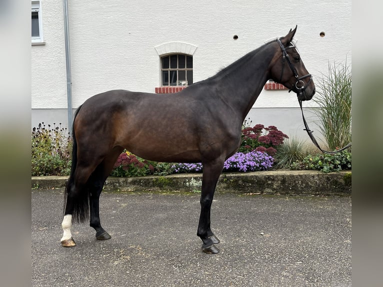 Renano Yegua 4 años 166 cm Castaño oscuro in Regglisweiler