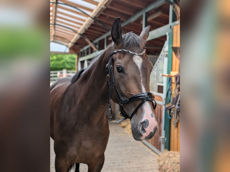 Renano Yegua 4 años 167 cm Castaño oscuro in Ober-Flörsheim