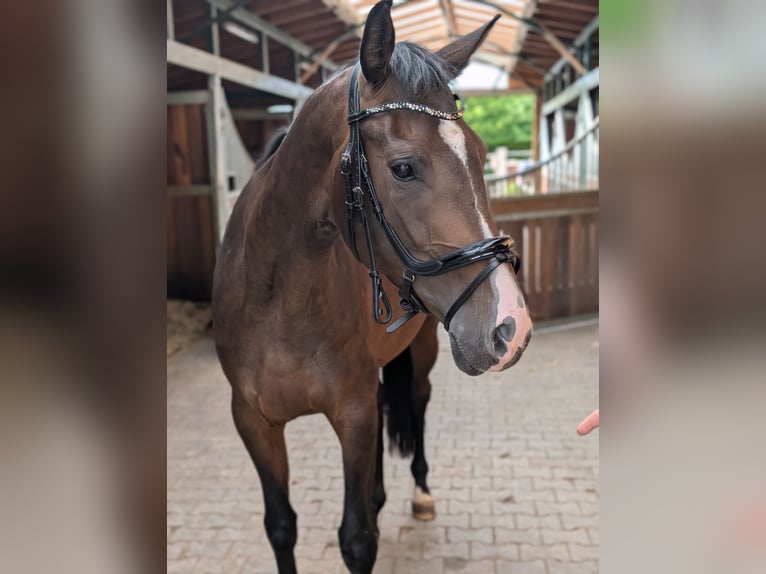 Renano Yegua 4 años 167 cm Castaño oscuro in Ober-Flörsheim