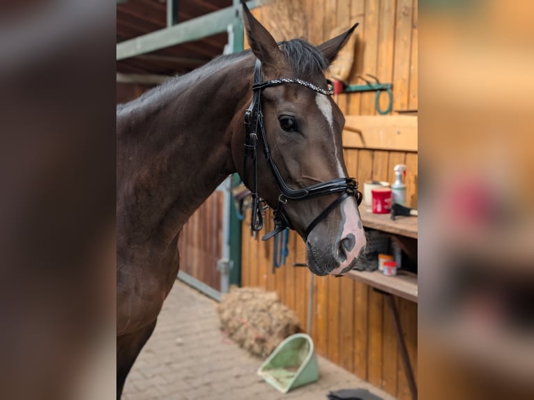Renano Yegua 4 años 167 cm Castaño oscuro in Ober-Flörsheim