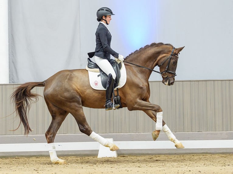 Renano Yegua 4 años Alazán in Münster-Handorf