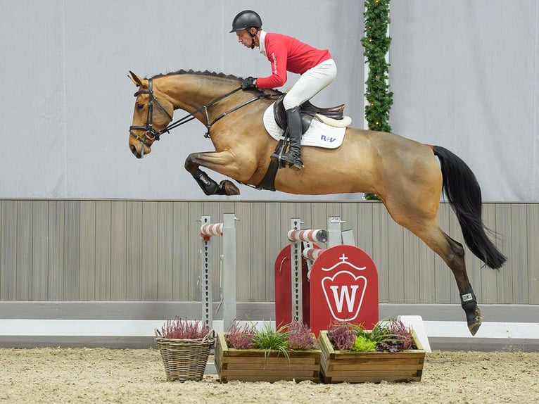 Renano Yegua 4 años Castaño in Münster-Handorf