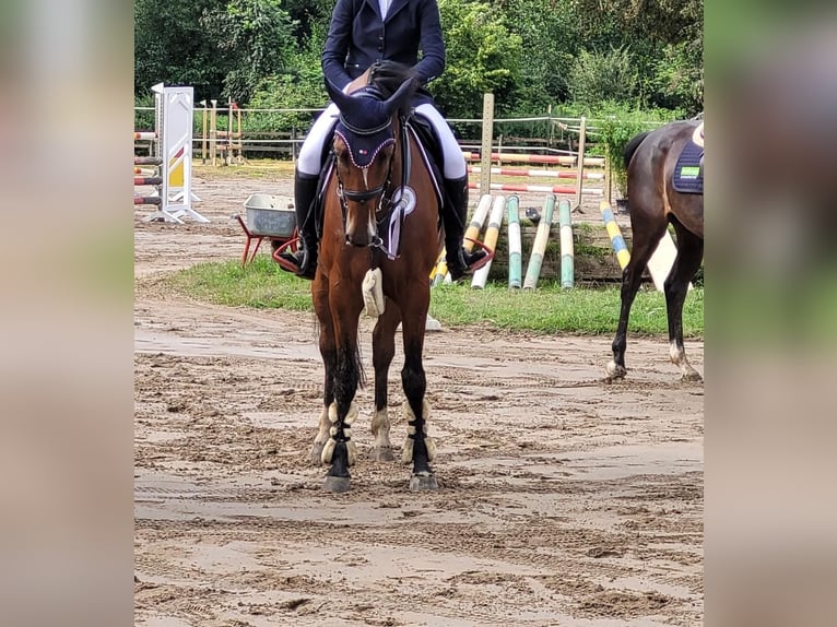 Renano Yegua 5 años 164 cm Castaño in Issum