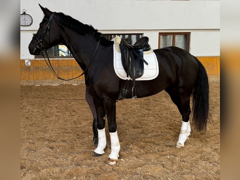 Renano Yegua 5 años 167 cm Negro in Sauerlach