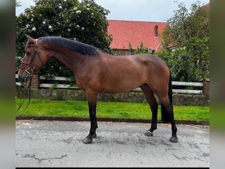 Renano Yegua 6 años 166 cm Castaño in Buxtehude