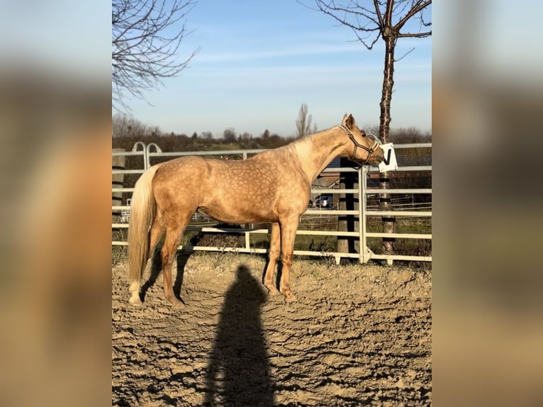 Renano Yegua 6 años 166 cm Palomino in Waiblingen