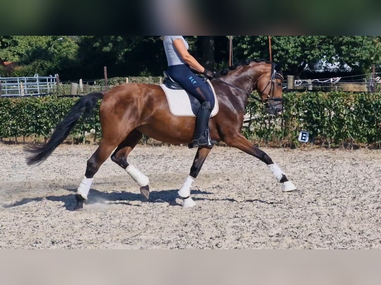 Renano Yegua 6 años 167 cm Castaño in Mönchengladbach