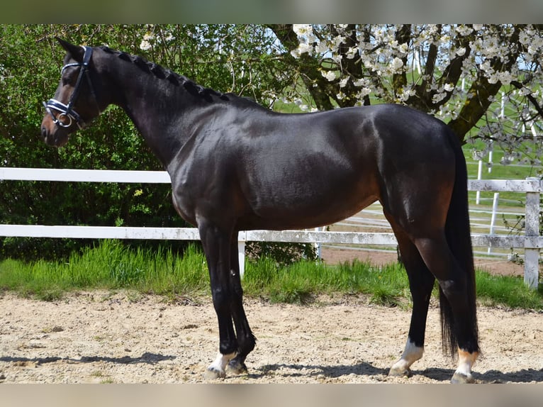 Renano Yegua 6 años 168 cm Castaño oscuro in Schöneck