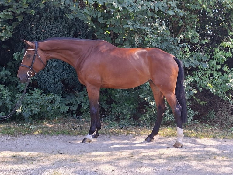 Renano Yegua 6 años 175 cm Castaño in Geisenfeld