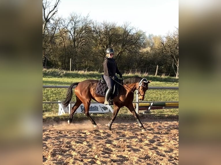 Renano Yegua 7 años 165 cm Castaño in Merzig