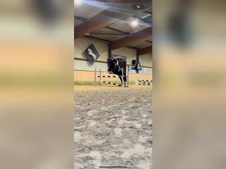 Renano Yegua 7 años 165 cm Negro in Schermbeck