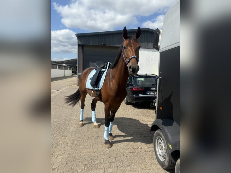 Renano Yegua 8 años 165 cm Castaño in Merzig