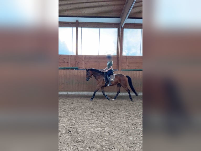 Renano Yegua 9 años 164 cm Castaño in Frankfurt am Main