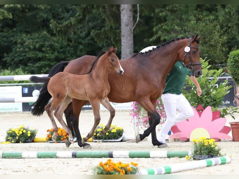 Renano Yegua Potro (05/2025) 168 cm Castaño in Rees