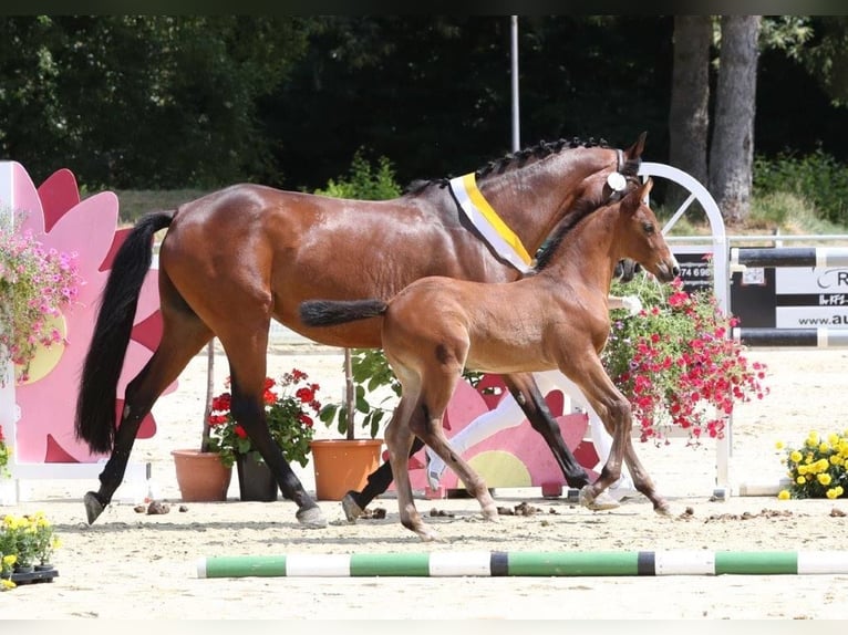 Renano Yegua Potro (05/2025) 168 cm Castaño in Rees