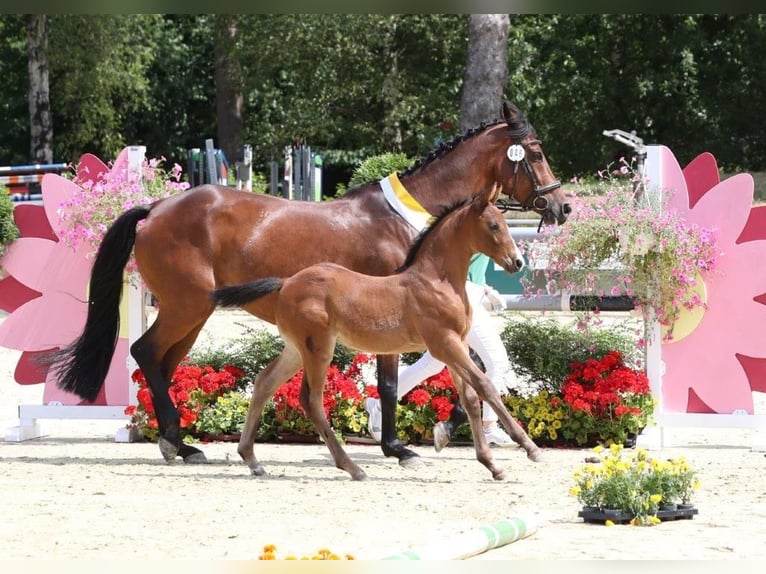 Renano Yegua Potro (05/2025) 168 cm Castaño in Rees