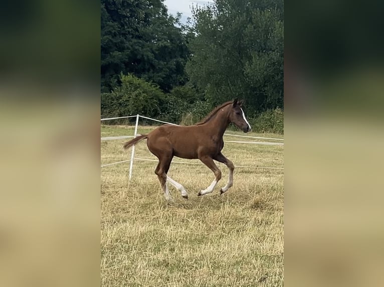 Renano Yegua  172 cm Alazán-tostado in B&#xFC;ttelborn