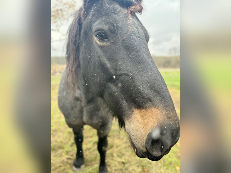 Reńsko-niemiecki koń zimnokrwisty Mix Klacz 12 lat 155 cm Karodereszowata in Wiesenburg