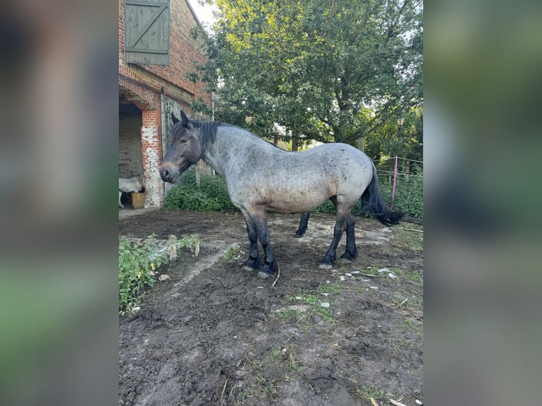 Reńsko-niemiecki koń zimnokrwisty Mix Klacz 12 lat 155 cm Karodereszowata in Wiesenburg