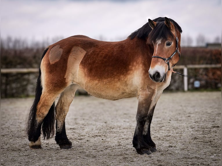 Reńsko-niemiecki koń zimnokrwisty Klacz 13 lat 160 cm Gniada in Neustadt (Wied)