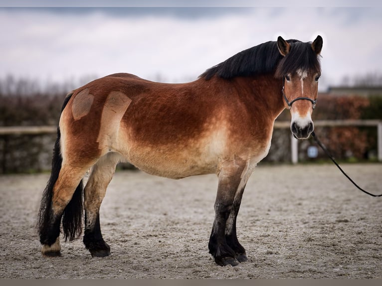 Reńsko-niemiecki koń zimnokrwisty Klacz 13 lat 160 cm Gniada in Neustadt (Wied)