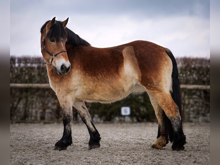 Reńsko-niemiecki koń zimnokrwisty Klacz 13 lat 160 cm Gniada in Neustadt (Wied)