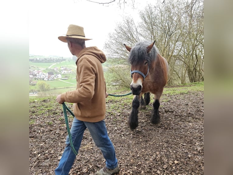 Reńsko-niemiecki koń zimnokrwisty Klacz 13 lat Formy Brown Falb in Lauterach