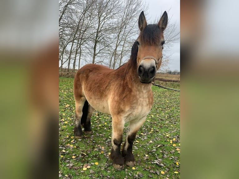 Reńsko-niemiecki koń zimnokrwisty Klacz 14 lat 164 cm Gniada in M&#xFC;nster