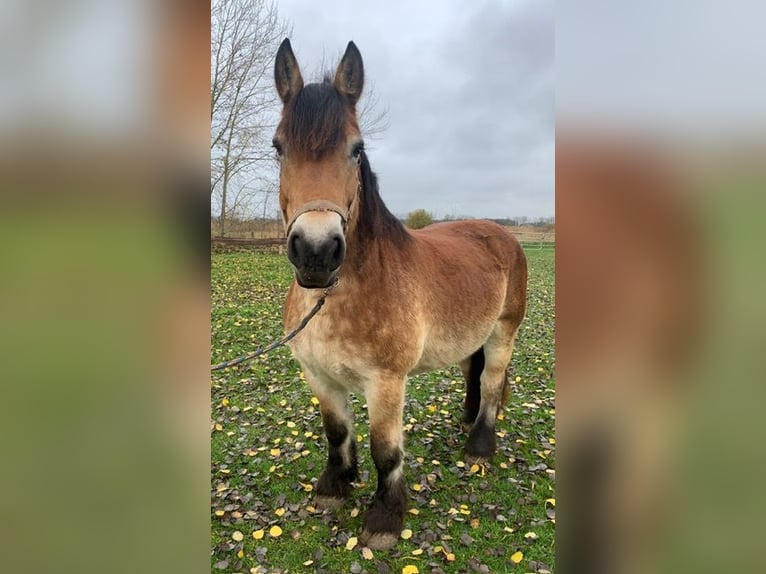 Reńsko-niemiecki koń zimnokrwisty Klacz 14 lat 164 cm Gniada in M&#xFC;nster