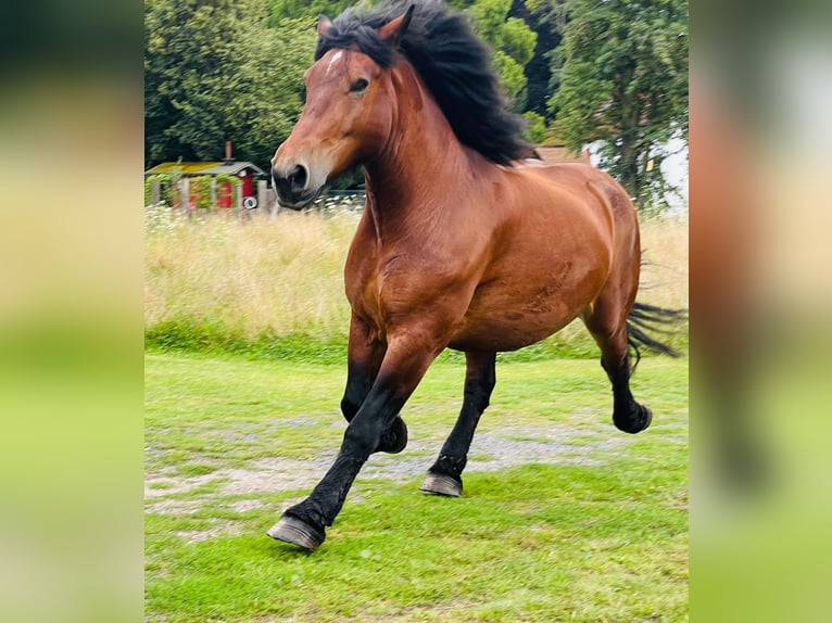 Reńsko-niemiecki koń zimnokrwisty Klacz 14 lat 170 cm Gniada in Lehrte